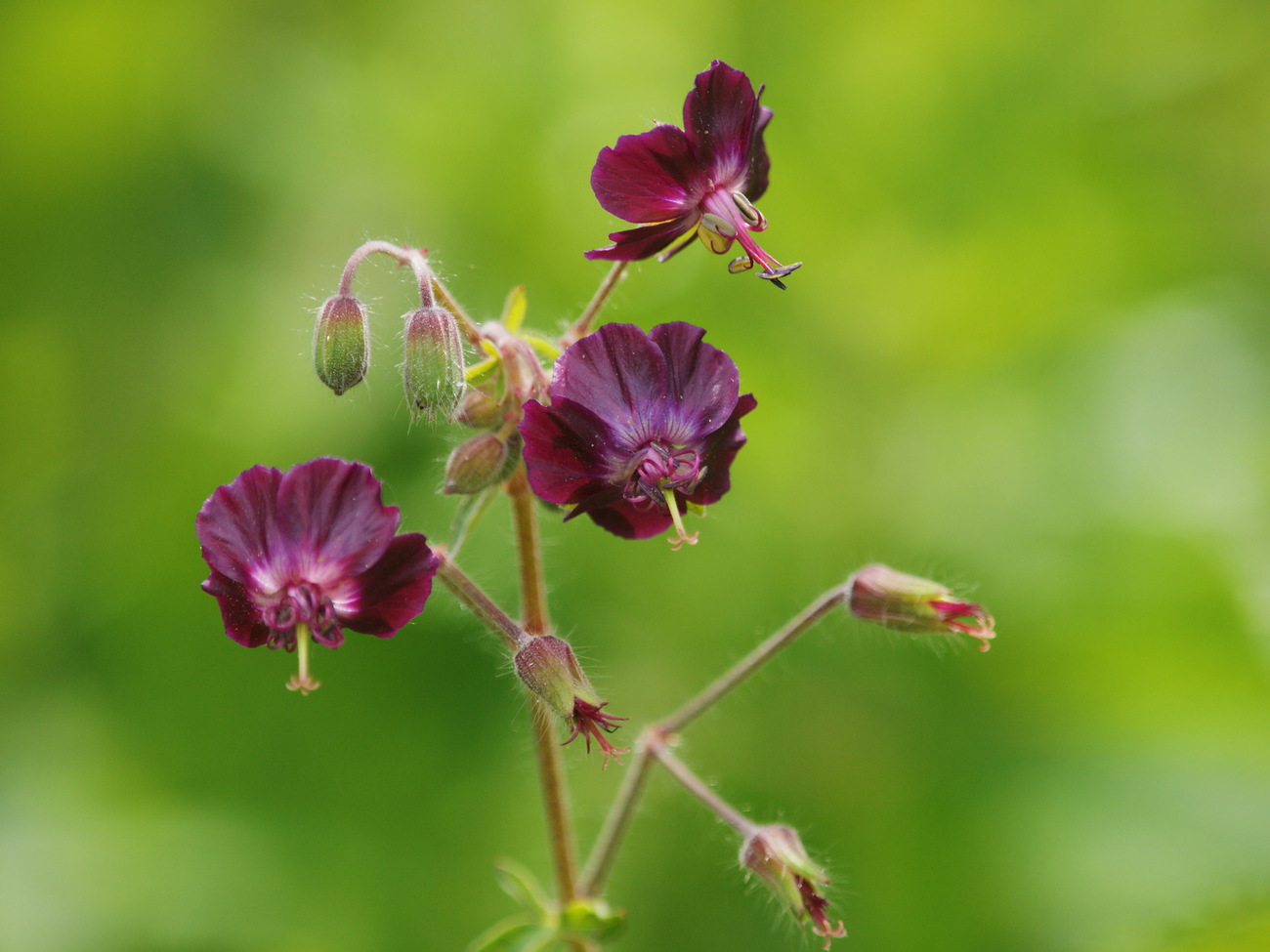 Изображение особи Geranium phaeum.