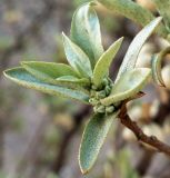 Elaeagnus commutata