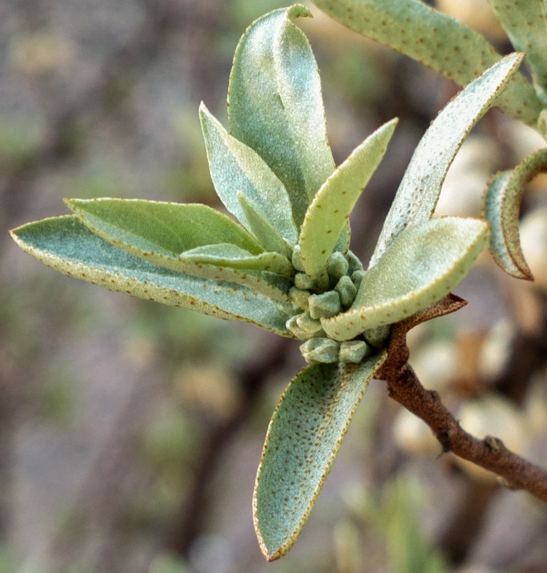 Image of Elaeagnus commutata specimen.