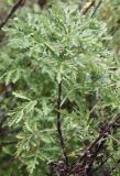 Artemisia gmelinii. Боковой вегетативный побег. Алтай, окр. пос. Манжерок. 26.08.2009.