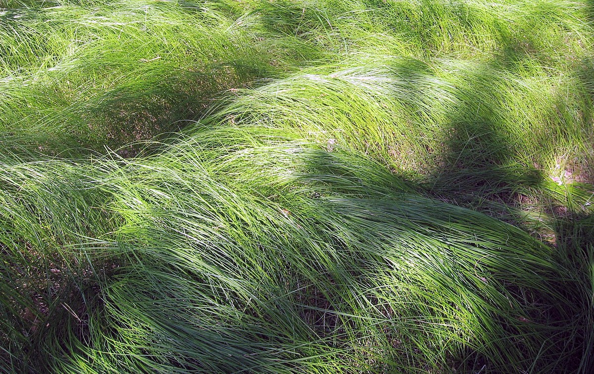 Image of Carex praecox specimen.