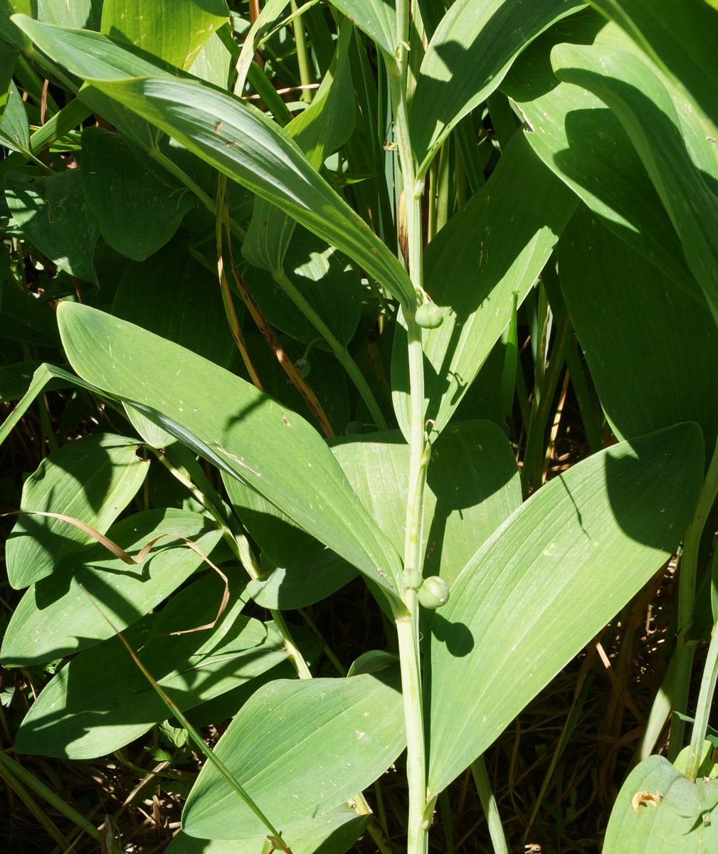 Image of Polygonatum odoratum specimen.