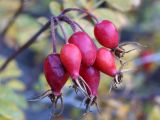 род Rosa. Соплодие. Кыргызстан, Нарынская обл., левый берег р. Нарын, долина руч. Бурган-Суу. 27.09.2015.