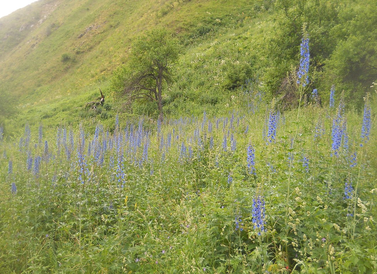 Image of Delphinium elatum specimen.