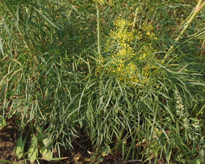 Изображение особи Peucedanum morisonii.