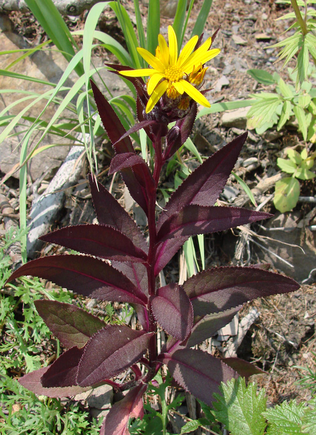 Image of Senecio nemorensis specimen.