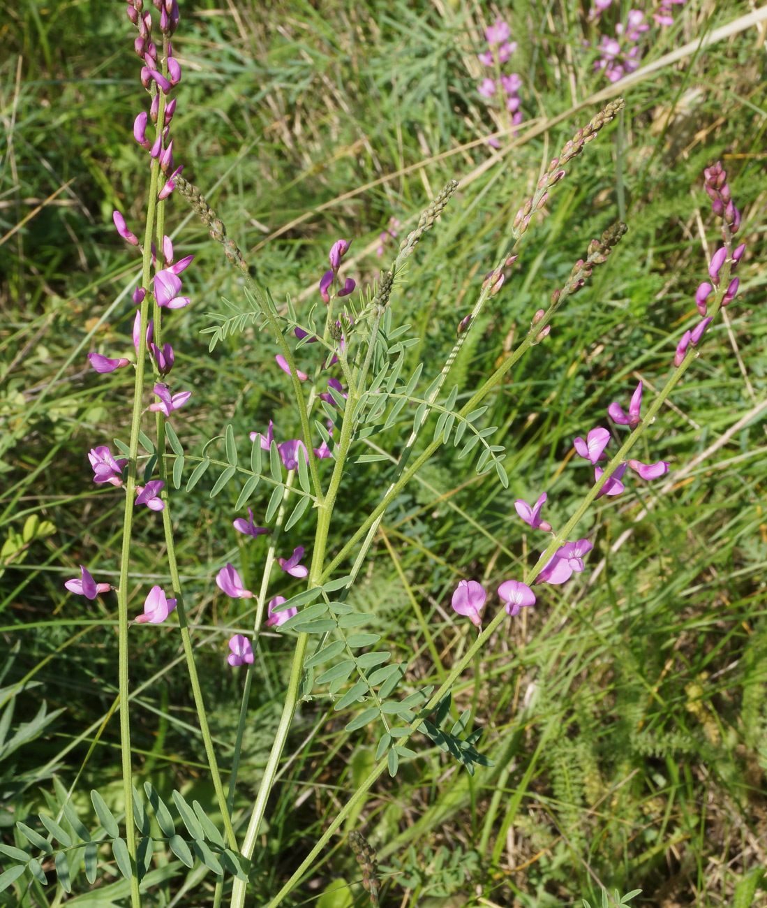 Изображение особи Astragalus macropterus.