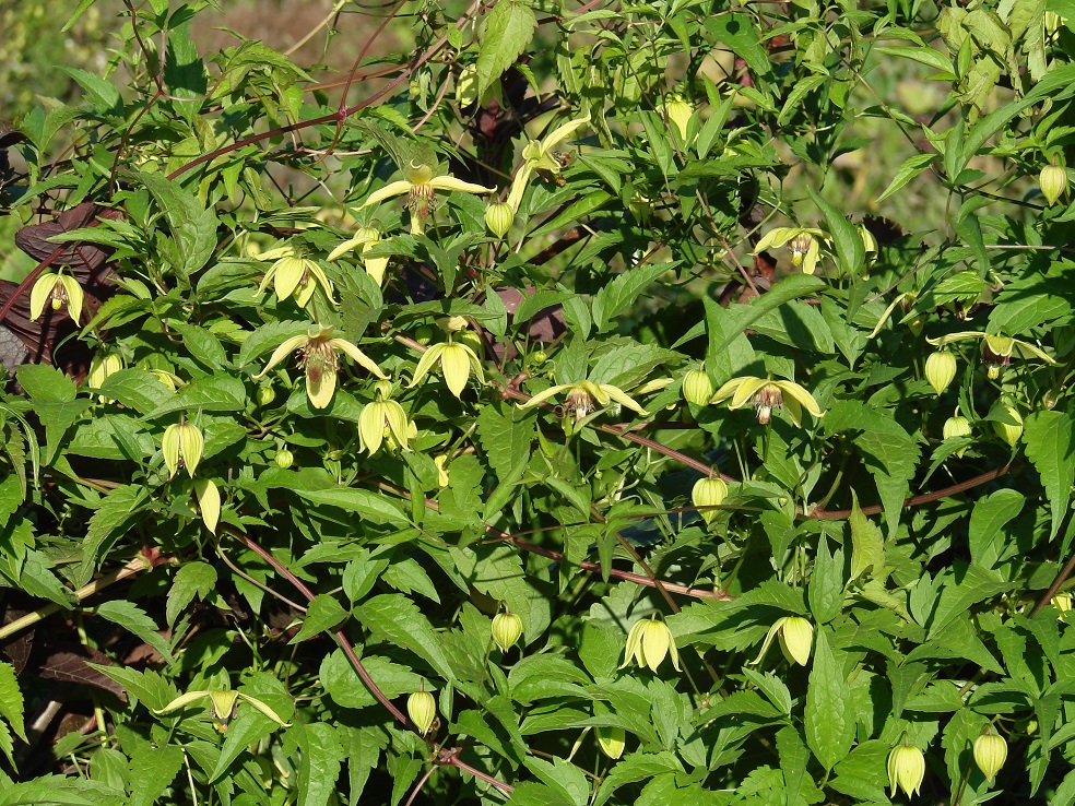 Image of Clematis serratifolia specimen.