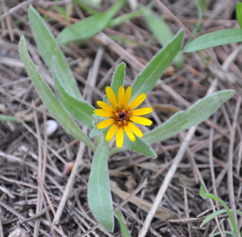 Изображение особи Calendula bicolor.