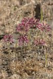 Allium trachyscordum. Цветущие растения. Южный Казахстан, Сырдарьинский Каратау, р-н перевала Куюк. 30.05.2015.