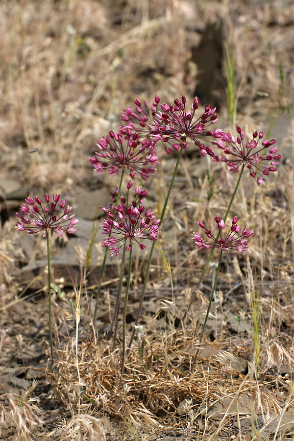 Изображение особи Allium trachyscordum.