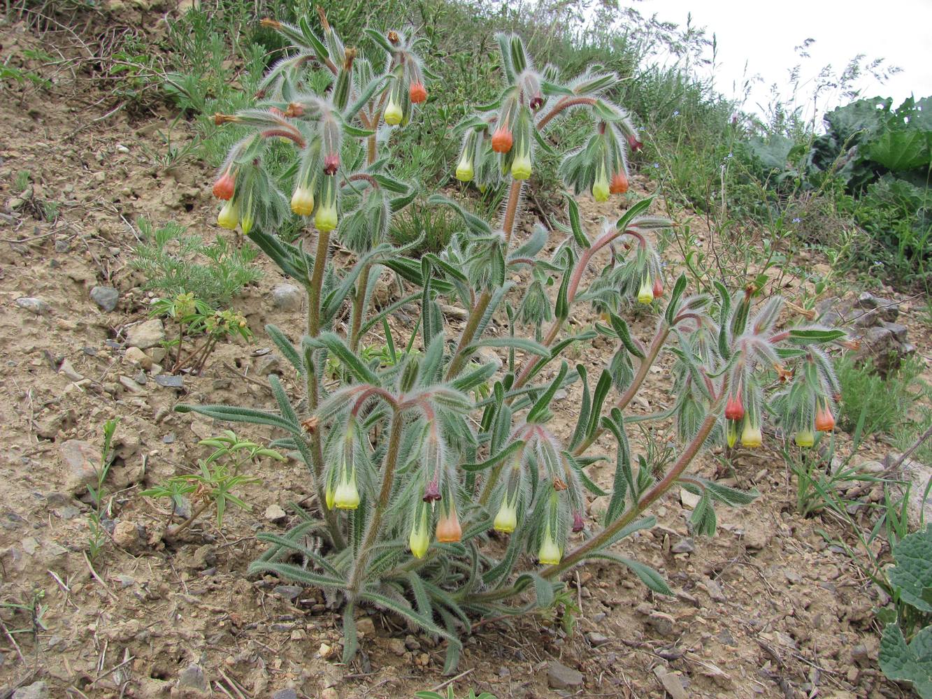 Изображение особи Onosma dichroantha.