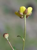 Ranunculus baranovianus