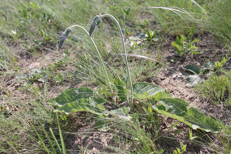 Image of Salvia nutans specimen.