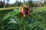 Paeonia anomala. Верхушка плодоносящего растения. Свердловская обл., Североуральский городской округ, окр. пос. Сосьва, бывшая дер. Воскресенка, разнотравный луг на берегу р. Сосьва. 13.06.2015.