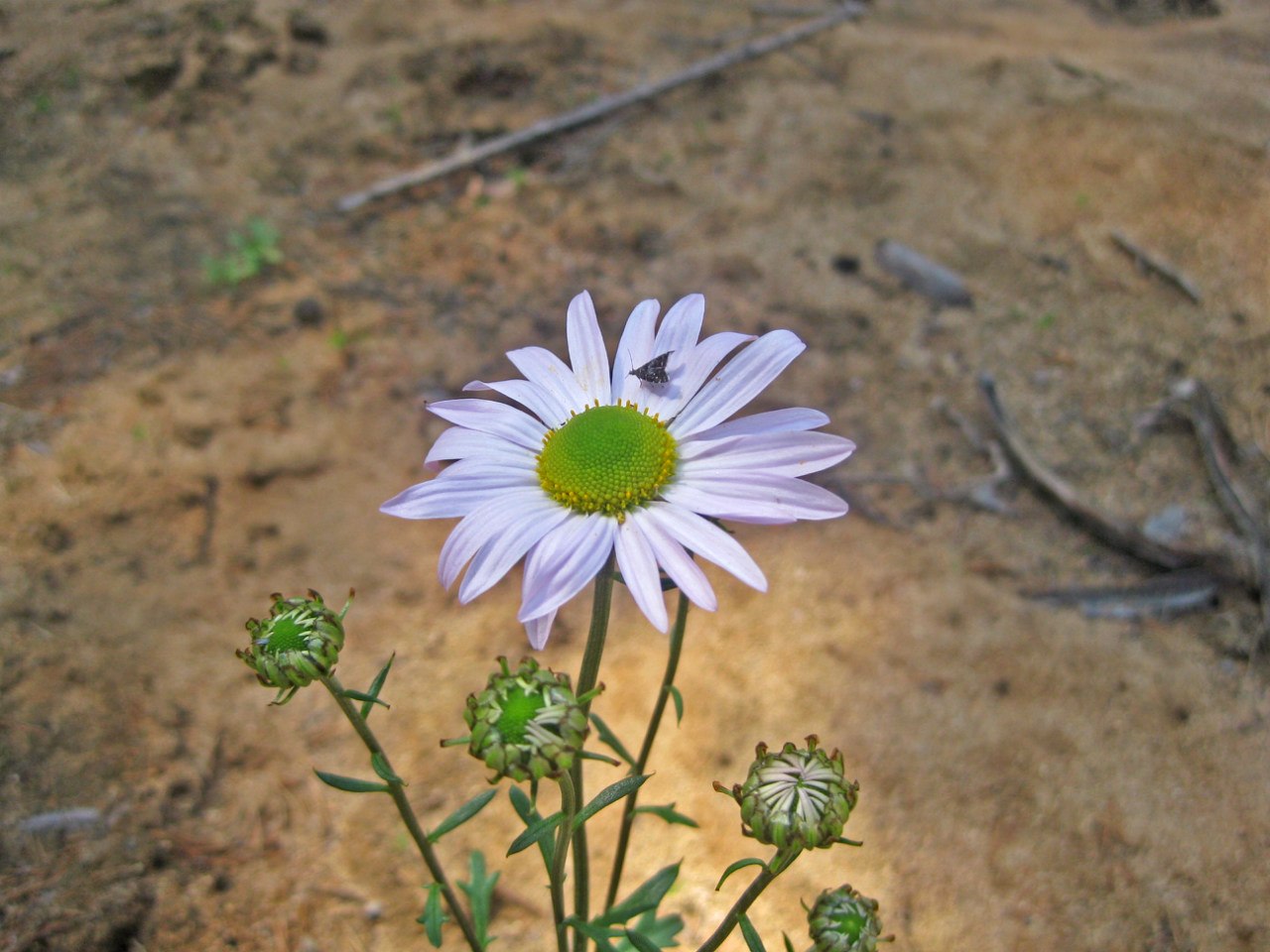 Image of Chrysanthemum zawadskii specimen.