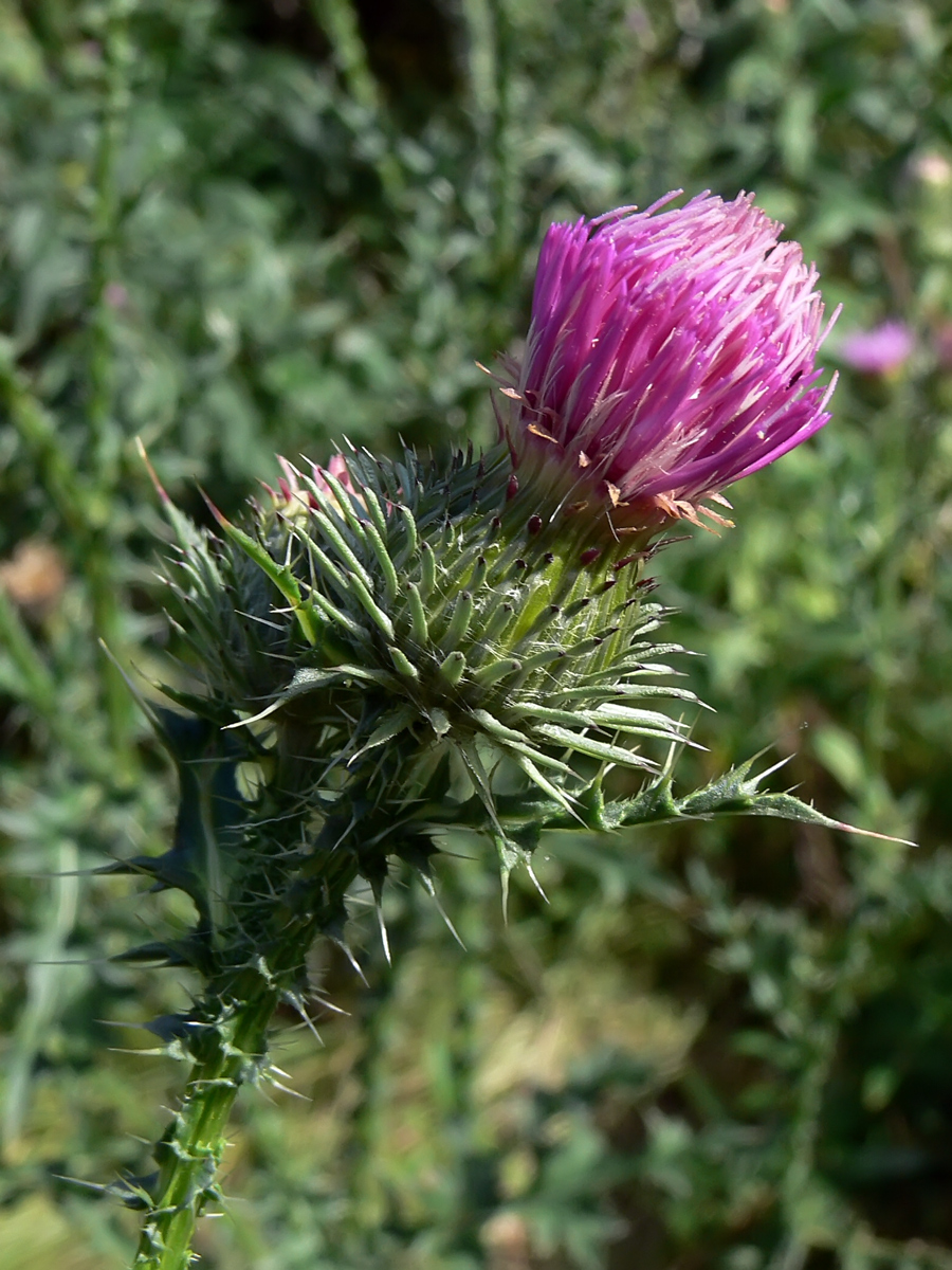 Изображение особи Carduus acanthoides.