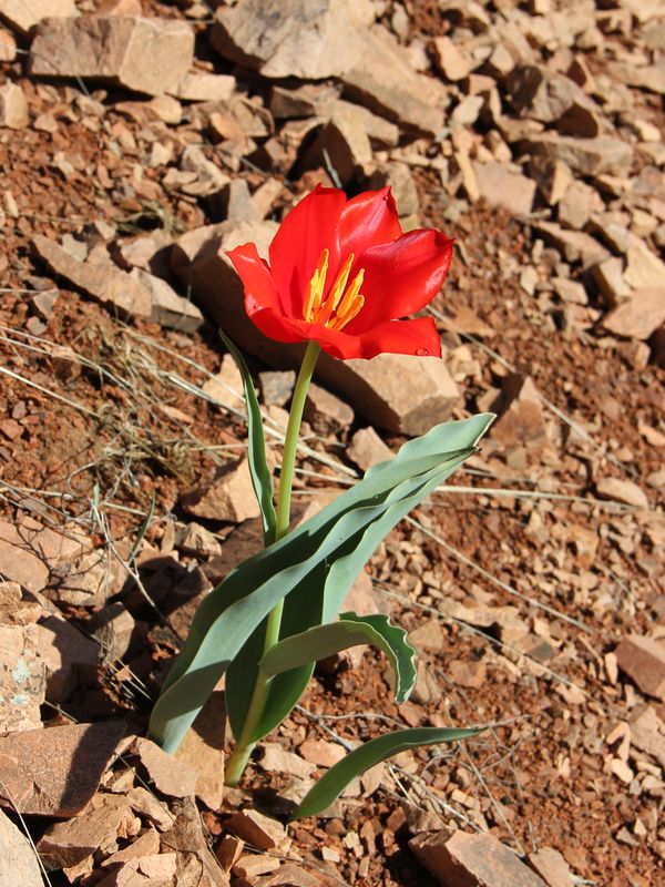 Image of Tulipa vvedenskyi specimen.