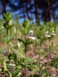 Euphrasia hirtella. Верхушки цветущих растений. Свердловская обл., окр. г. Североуральск, известняковая скала, южная сторона. 29.07.2009.