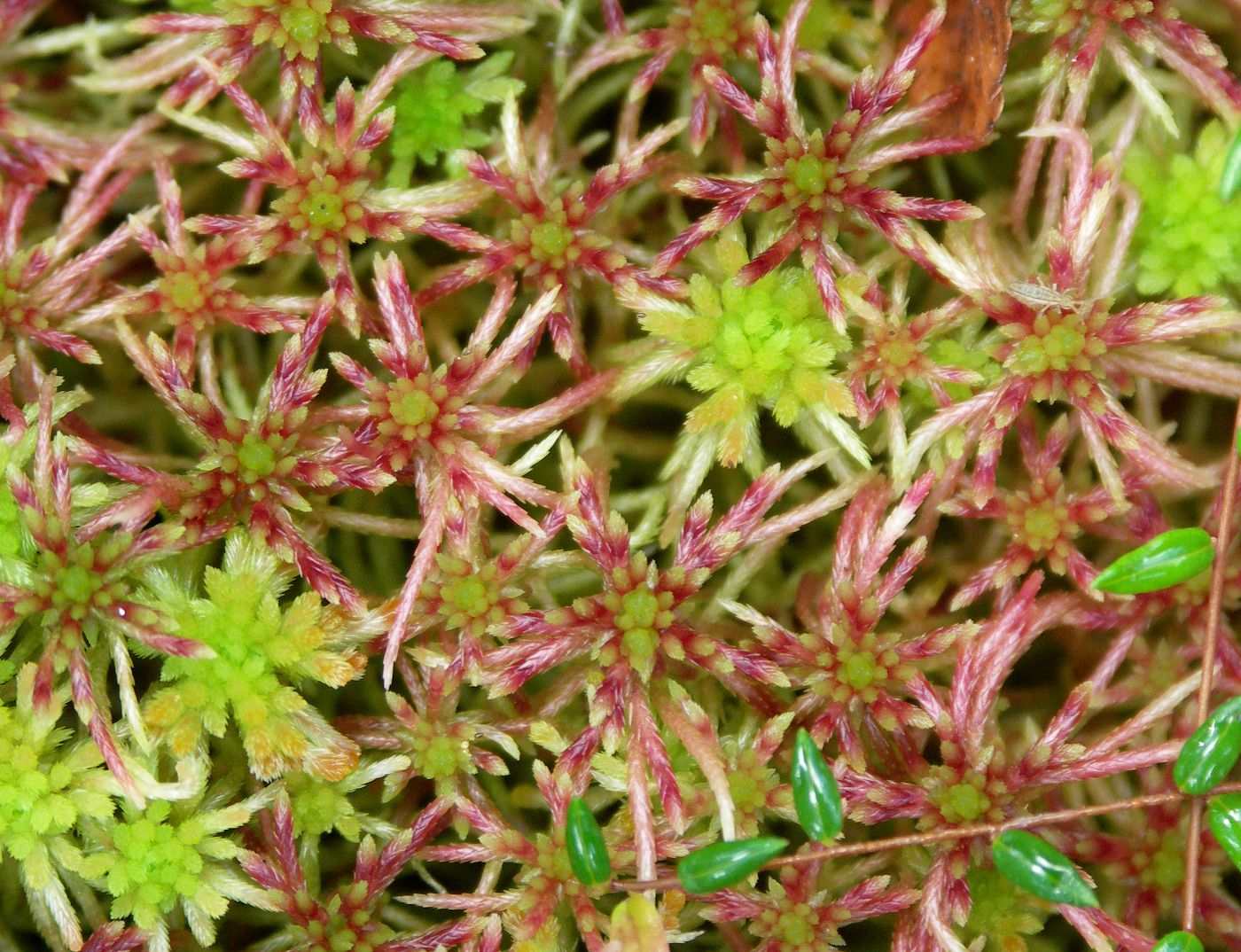 Изображение особи Sphagnum russowii.