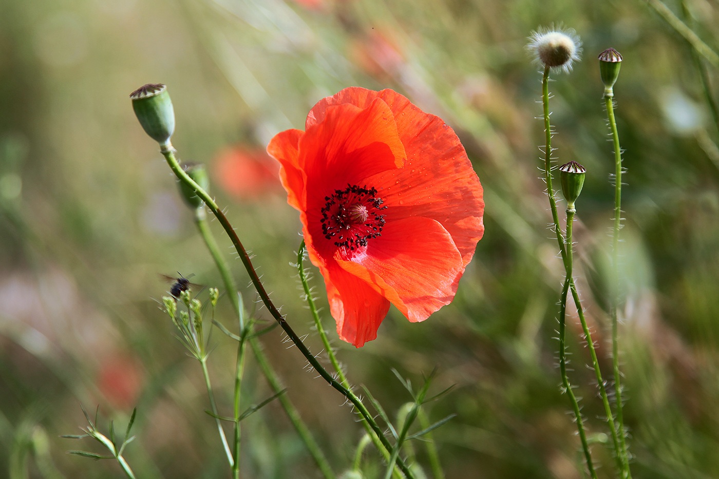 Image of Papaver rhoeas specimen.