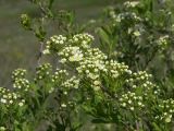 Spiraea litwinowii