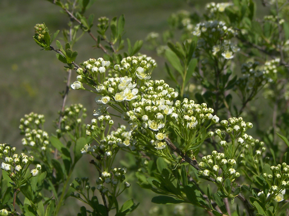 Изображение особи Spiraea litwinowii.