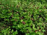 Cypripedium × ventricosum