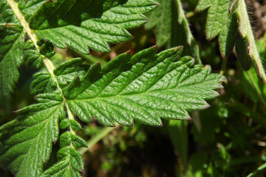 Image of Agrimonia eupatoria specimen.