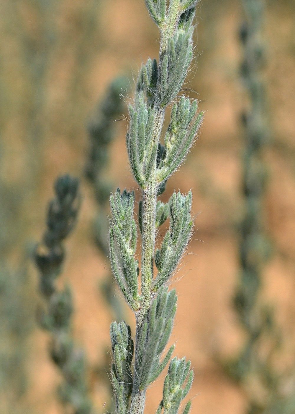 Image of Sedobassia sedoides specimen.