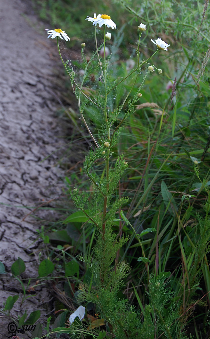 Изображение особи Tripleurospermum inodorum.