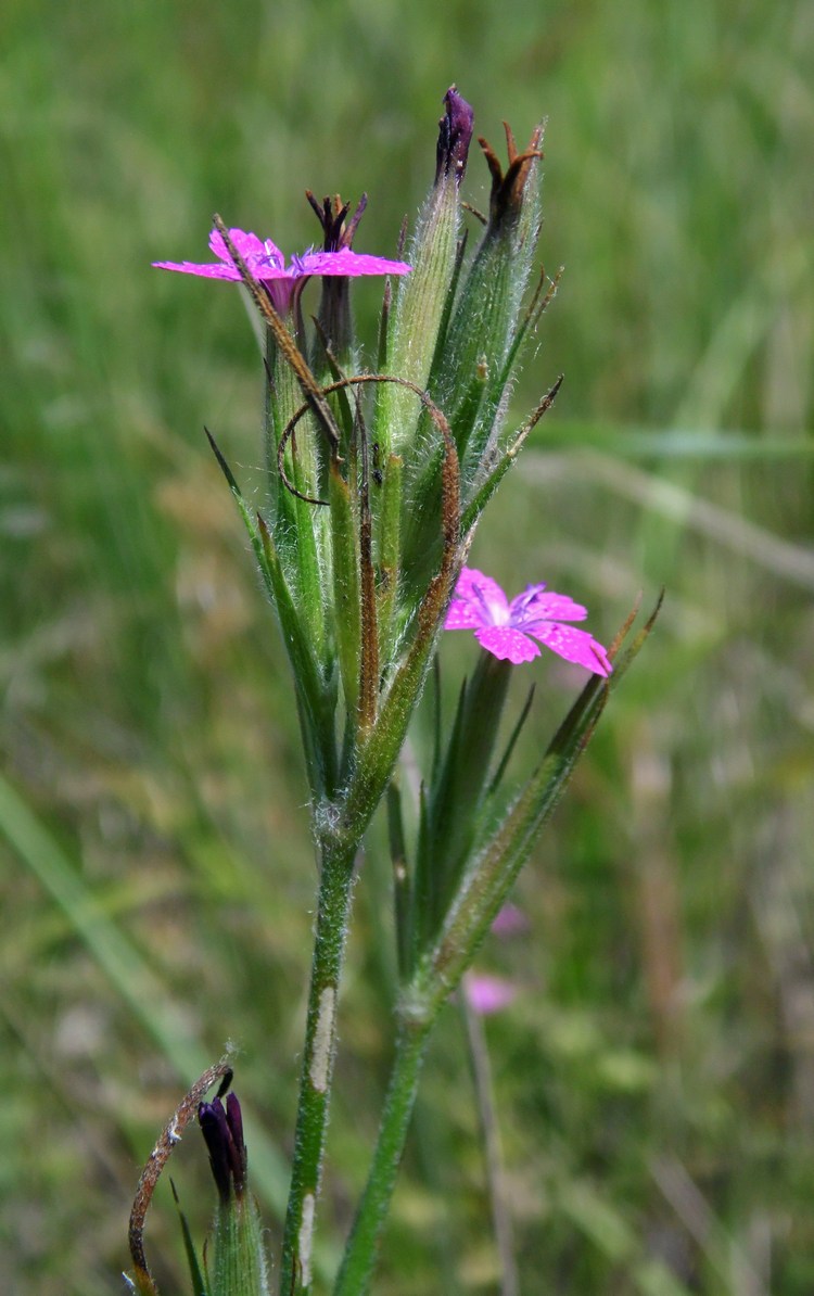 Image of Dianthus armeria specimen.