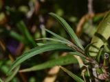 Ruellia simplex