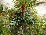 Pinus koraiensis. Верхушка ветви с незрелыми шишками. Приморье, Партизанский р-н, скалы морского побережья. 10.07.2016.