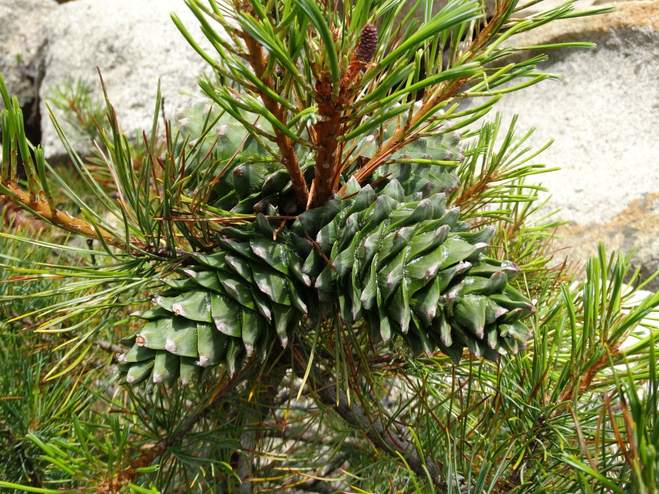 Изображение особи Pinus koraiensis.