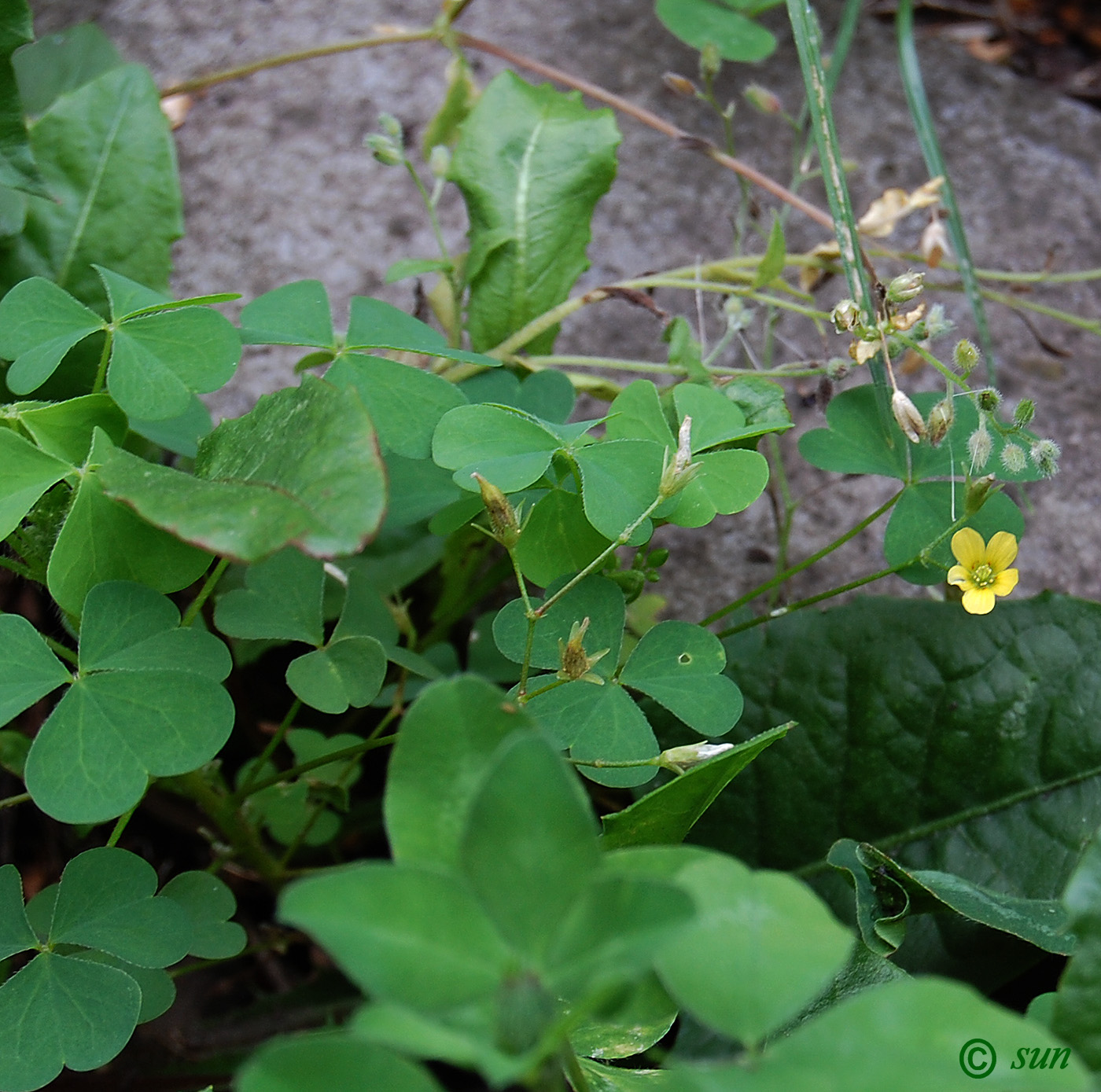 Изображение особи Oxalis stricta.