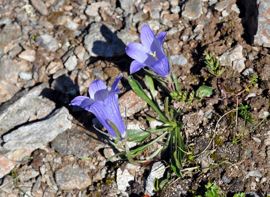 Image of Campanula biebersteiniana specimen.