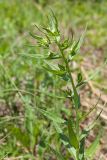 Lithospermum officinale. Верхушка расцветающего растения. Псковская обл., Печорский р-н, Изборско-Мальская долина восточнее южной оконечности Мальского озера, остепнённый суходольный луг на склоне южной экспозиции. 29.05.2016.