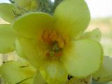Verbascum ovalifolium