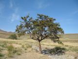 Crataegus songarica