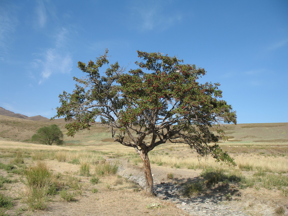 Image of Crataegus songarica specimen.