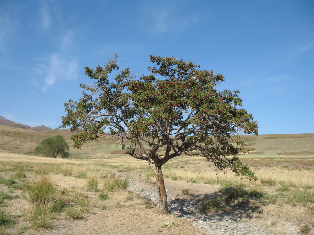 Изображение особи Crataegus songarica.