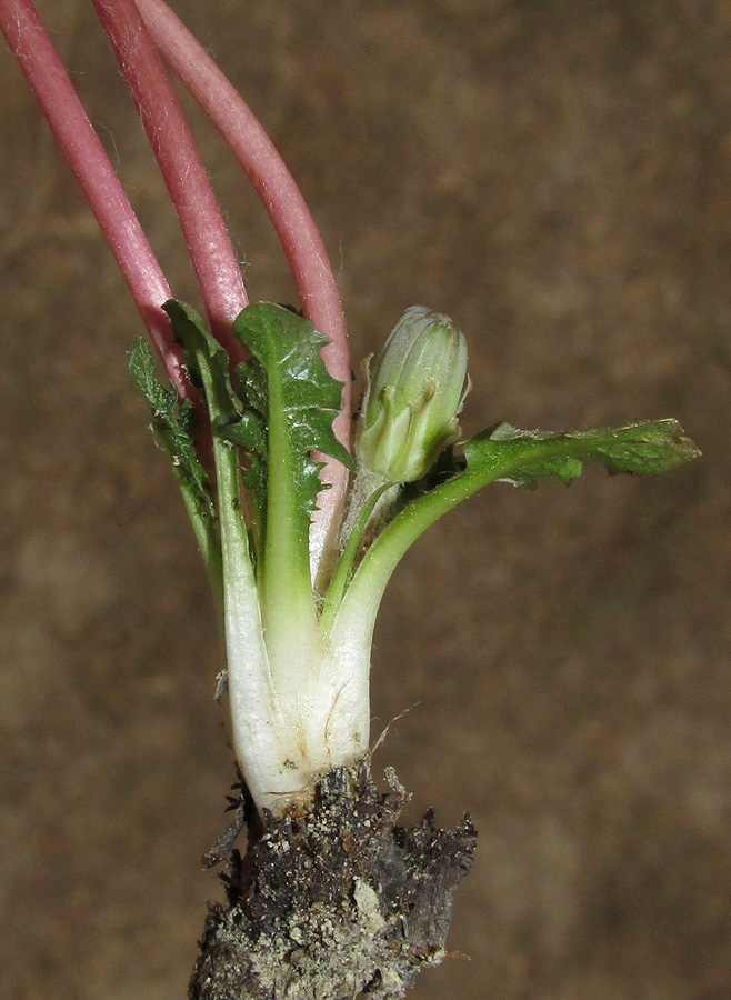 Image of Taraxacum hybernum specimen.