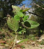 Clinopodium caucasicum. Верхушка побега с соплодием. Краснодарский край, Крымский р-н, окр. хут. Гапоновского, гора Сагачёва (523), зарастающая горно-лесная дорога, в трещинах каменной плиты, выстилающей русло временного водотока, выс. ≈ 300 м н.у.м. 01.10.2016.