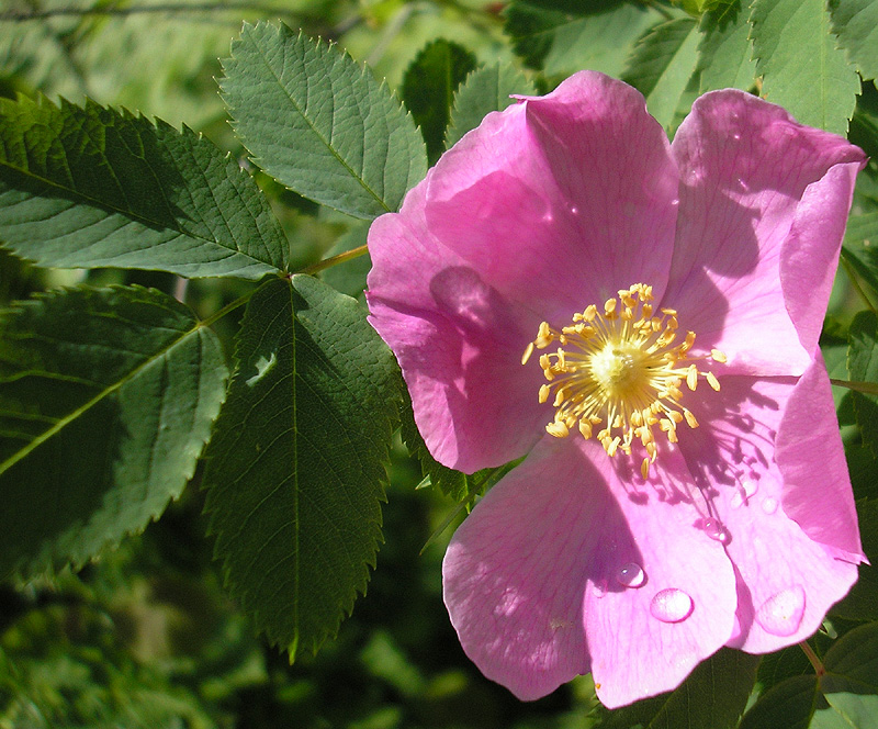 Изображение особи Rosa cinnamomea.