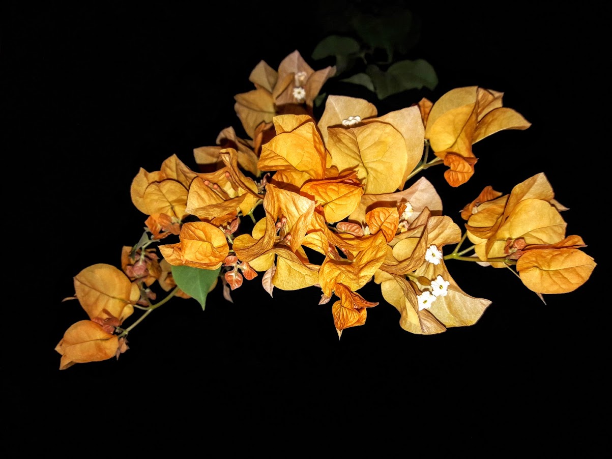 Image of genus Bougainvillea specimen.