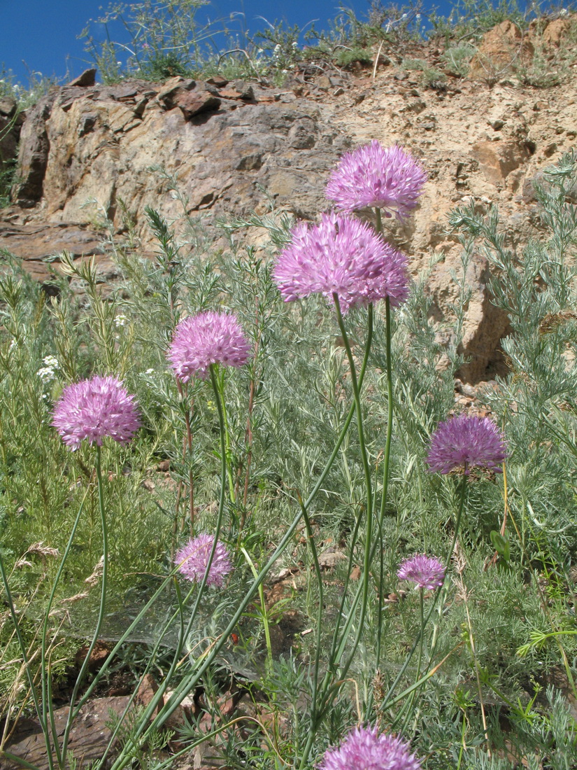 Image of Allium caricifolium specimen.