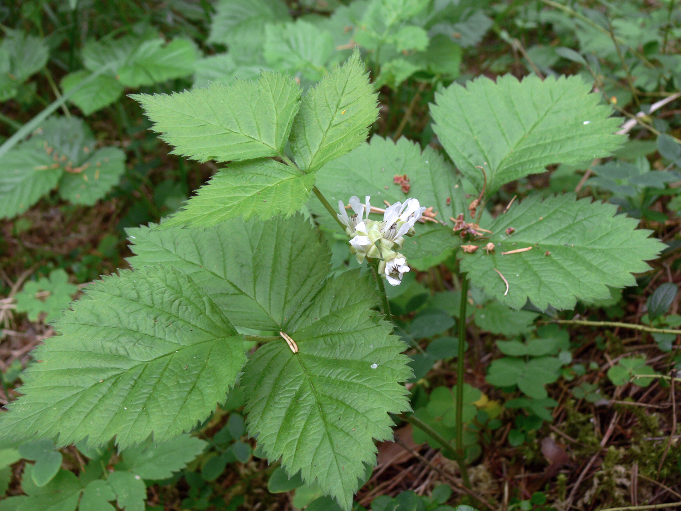 Изображение особи Rubus saxatilis.