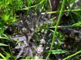 Cirsium palustre. Фрагмент листа. Беларусь, Гродненская обл., Новогрудский р-н, окр. дер. Романюки, низинный разнотравный луг, сформировавшийся на месте выхода грунтовых вод.. 19.05.2016.