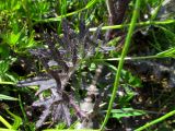 Cirsium palustre